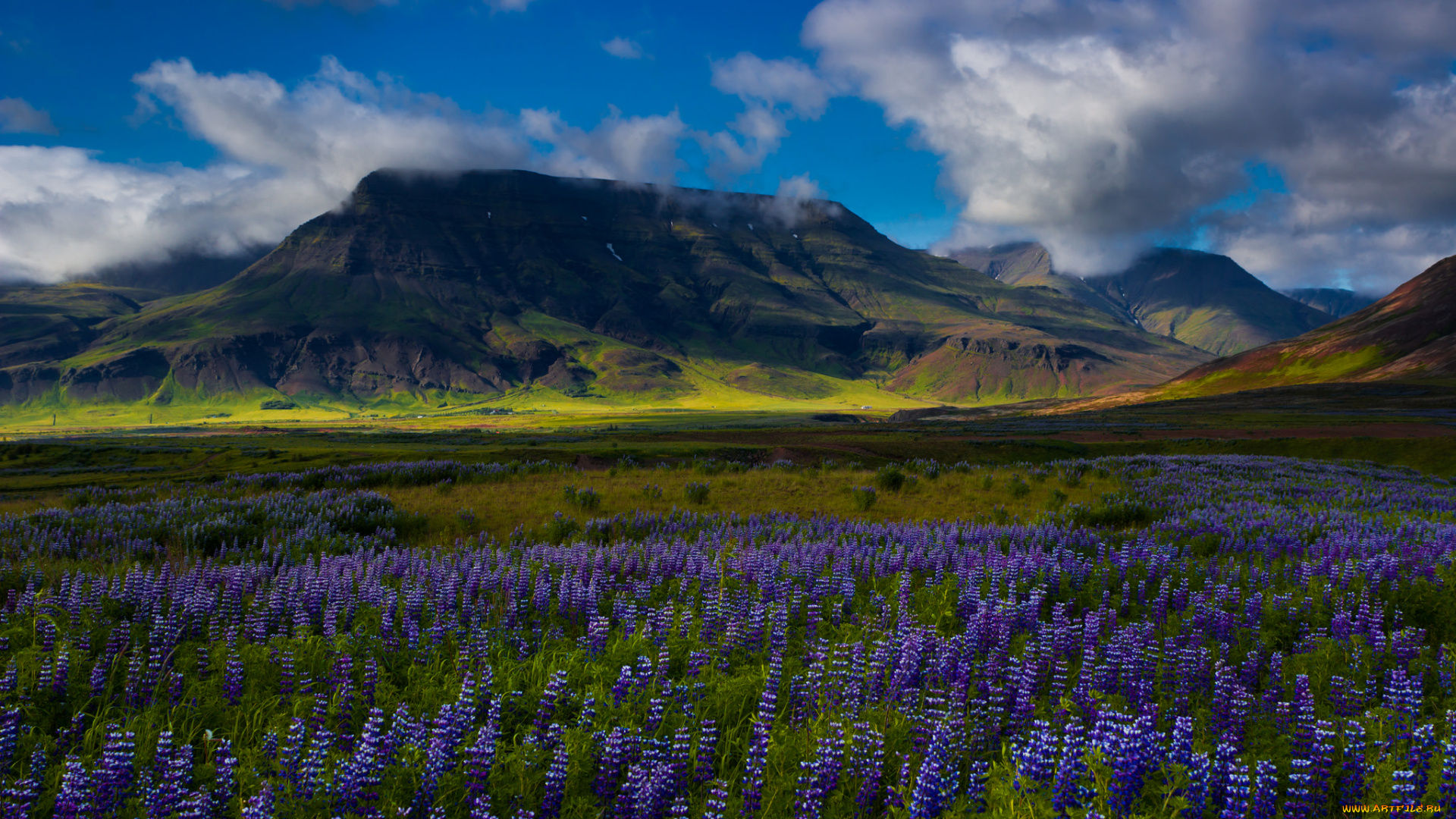 природа, поля, поле, цветы, трава