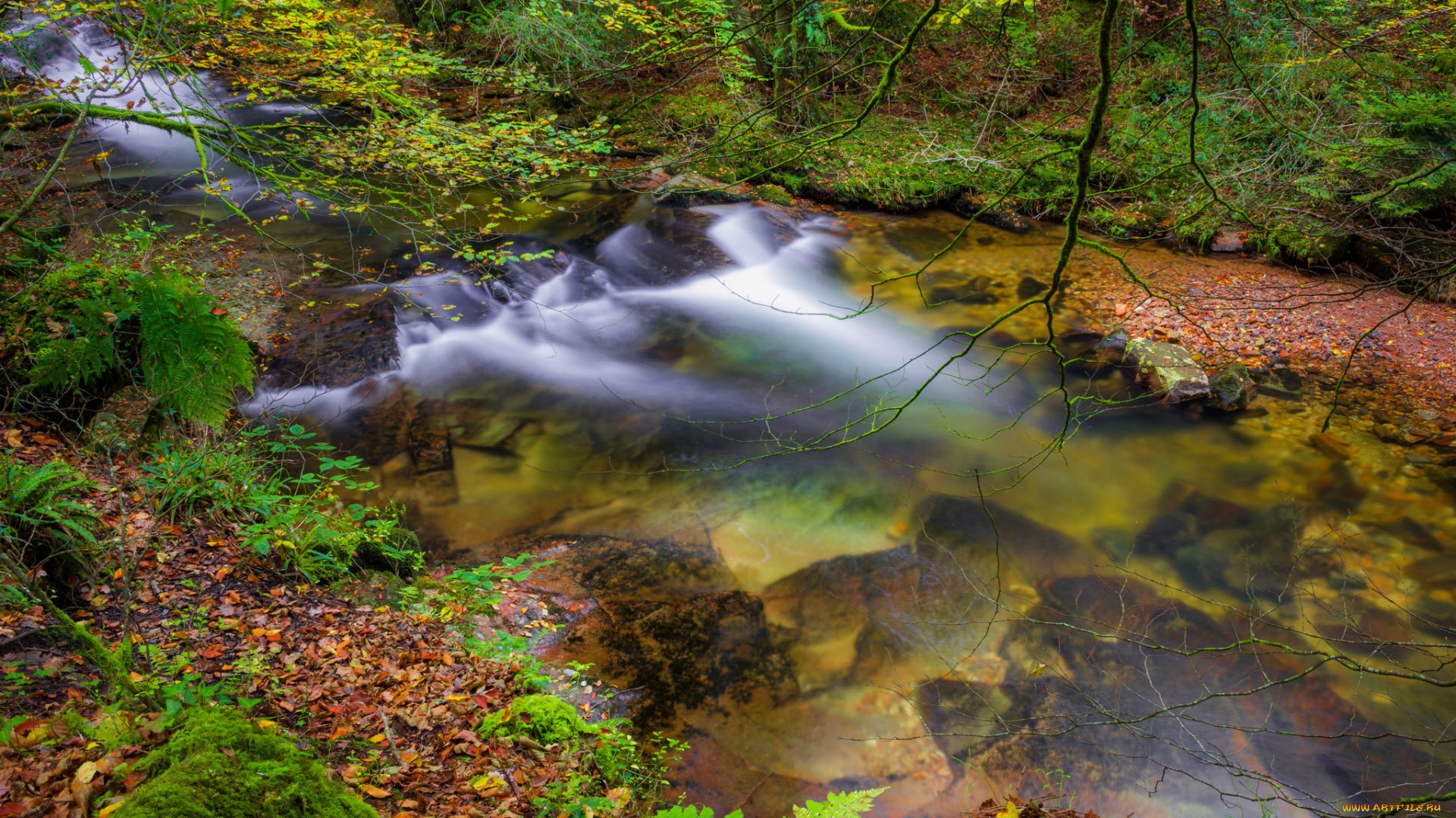 природа, реки, озера, река, лес