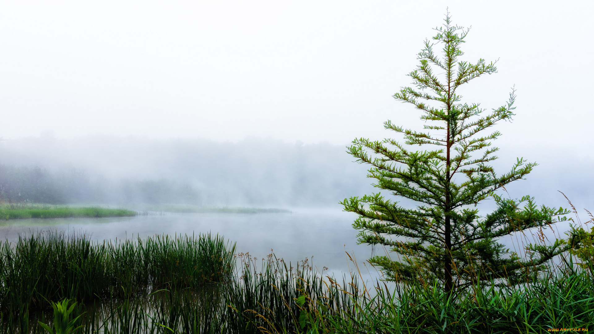 природа, реки, озера, река, туман