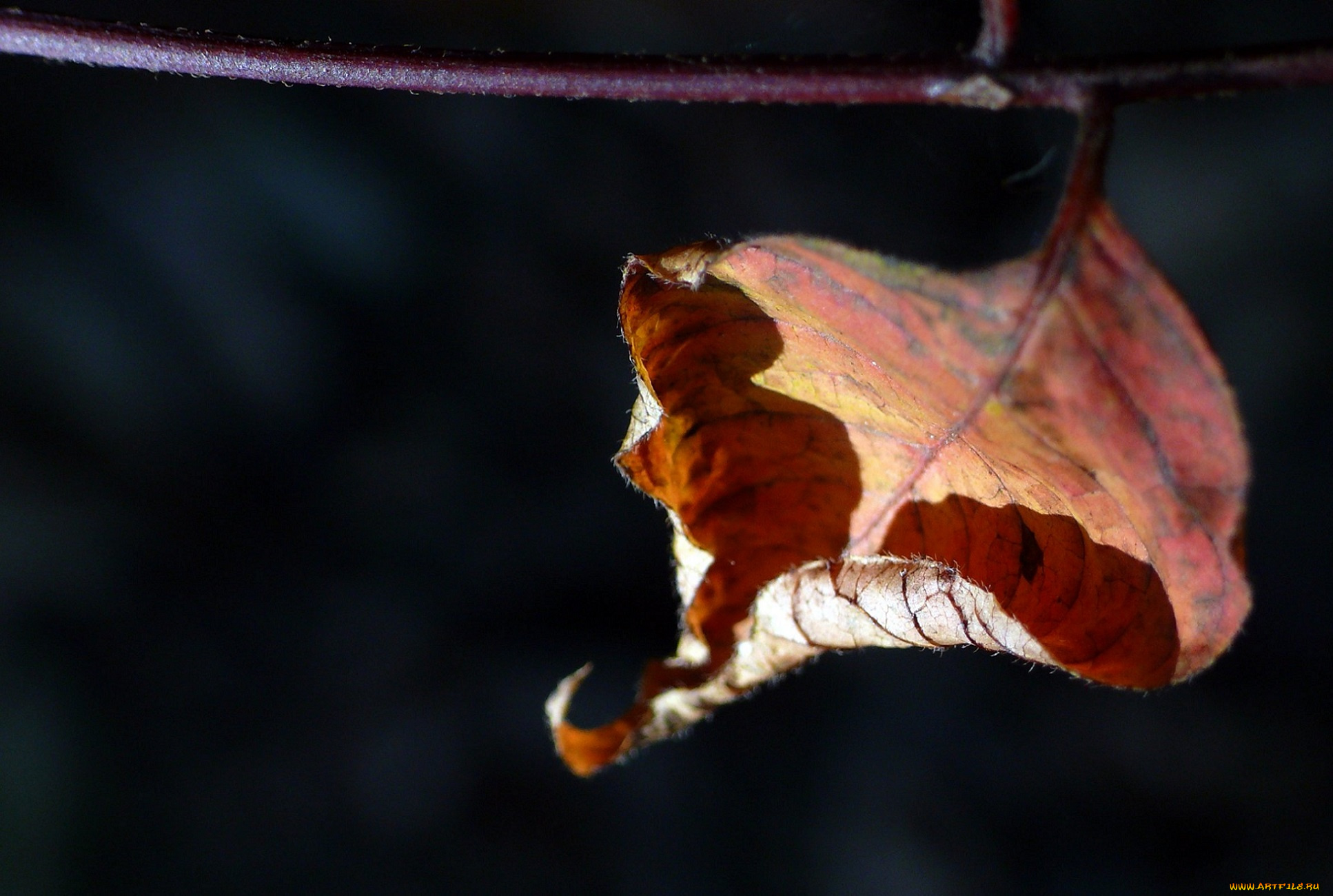 природа, листья, макро, лист, ветка