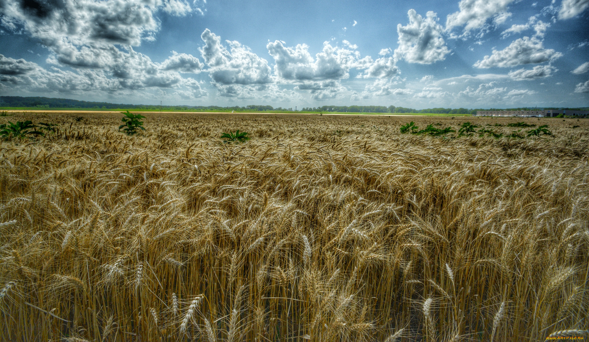 природа, поля, облака, колосья, рожь, поле