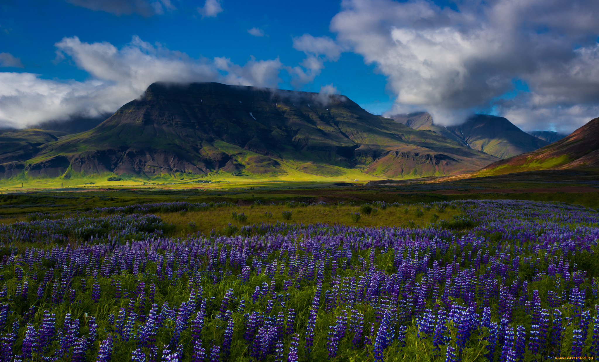 природа, поля, поле, цветы, трава
