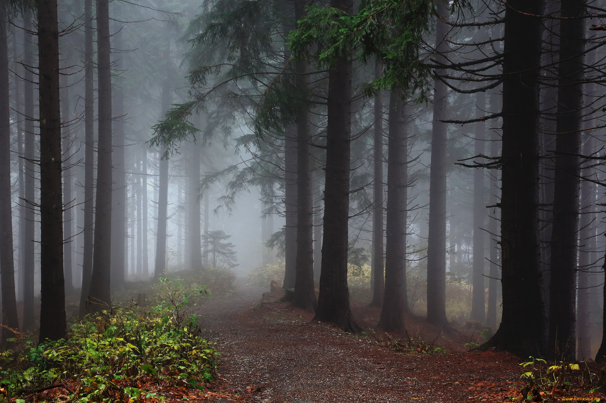 природа, дороги, стволы, ели, туман, лес