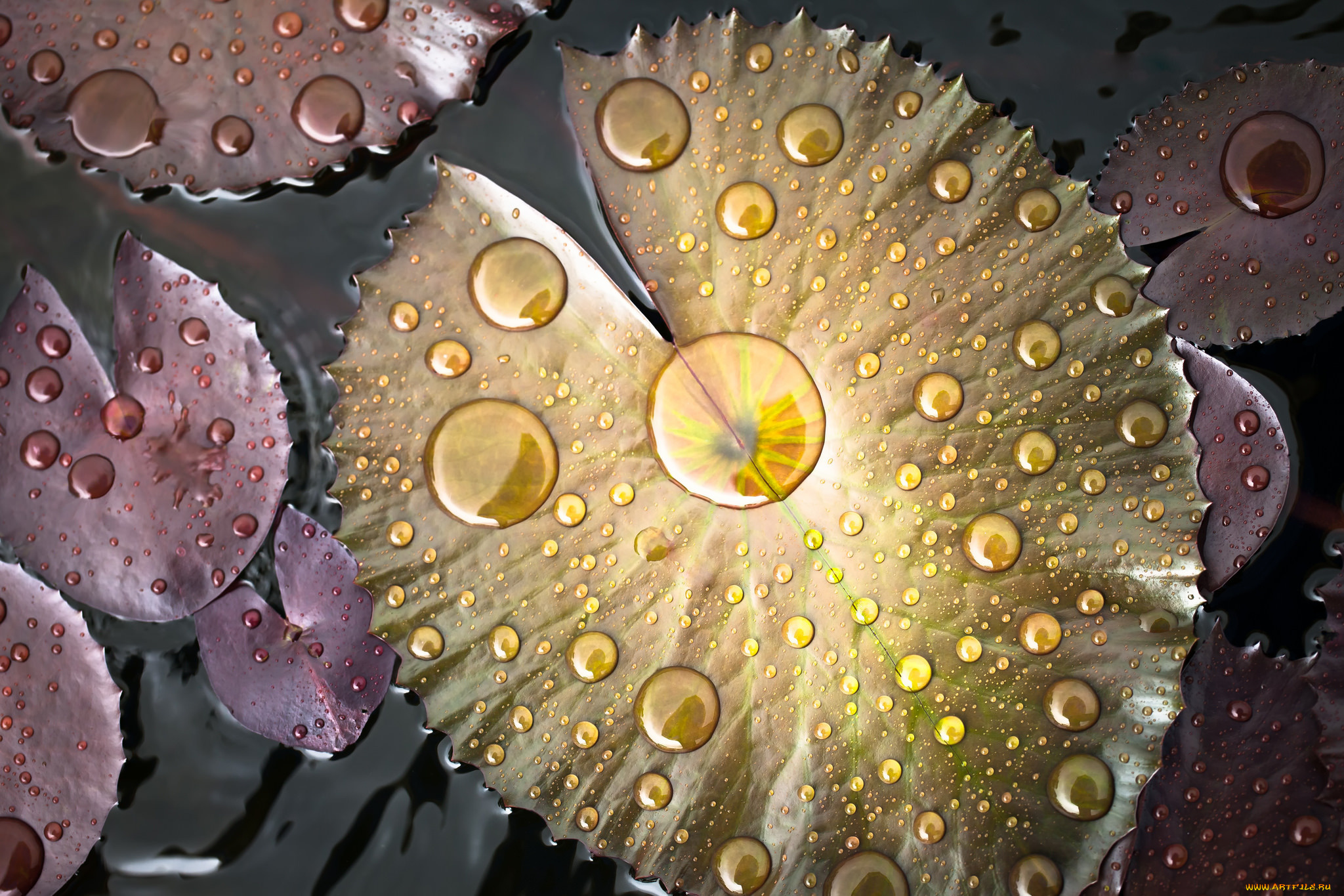 природа, листья, цвет, вода, капли, водоем