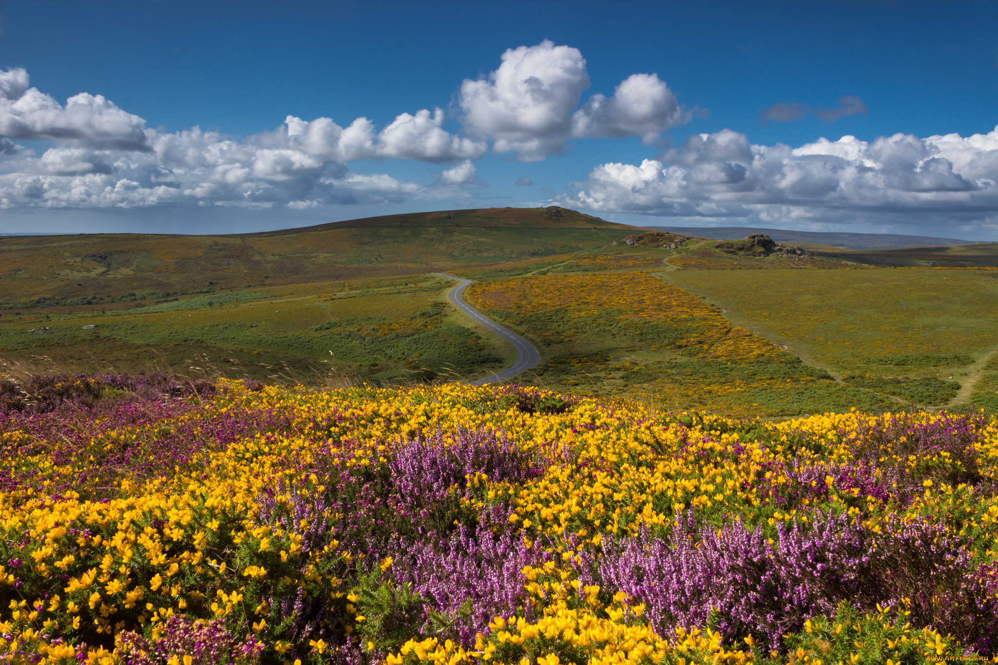 природа, луга, цветы, трава, поле