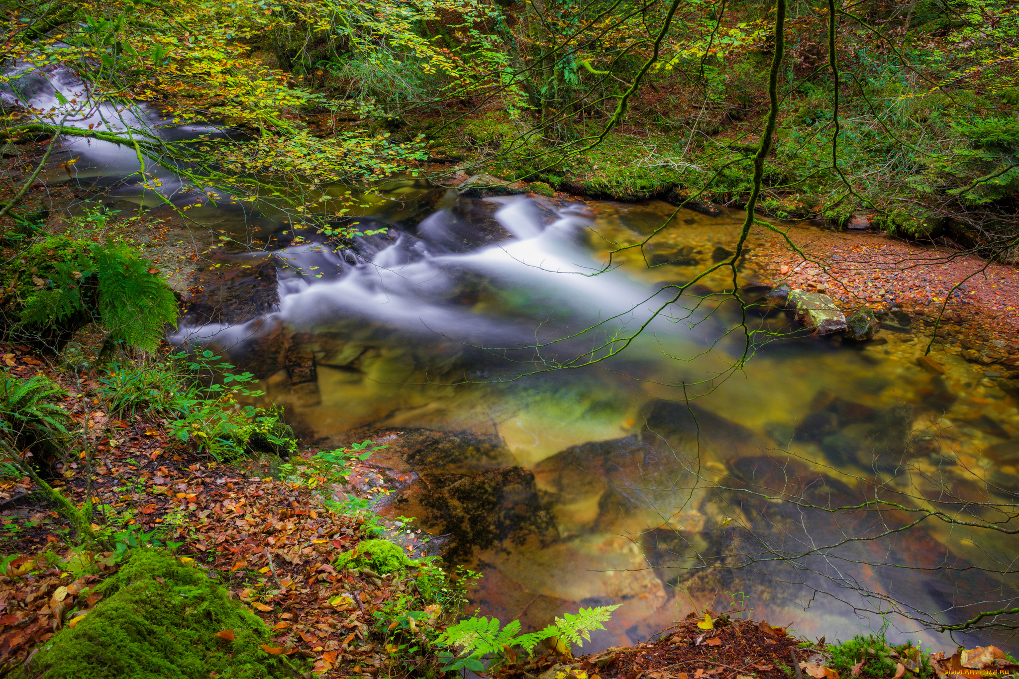 природа, реки, озера, река, лес