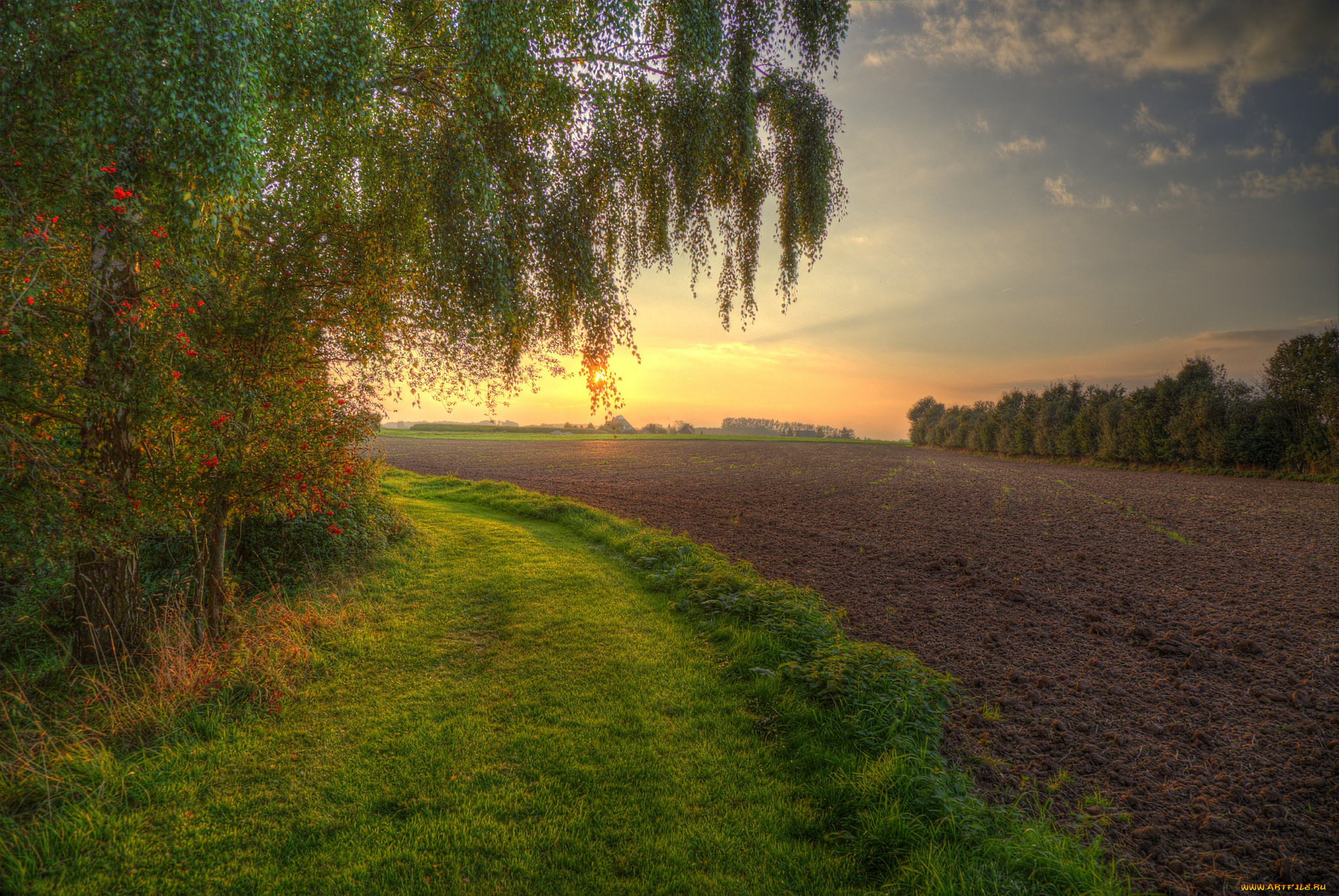 природа, поля, пашня, поле, дорога, лес