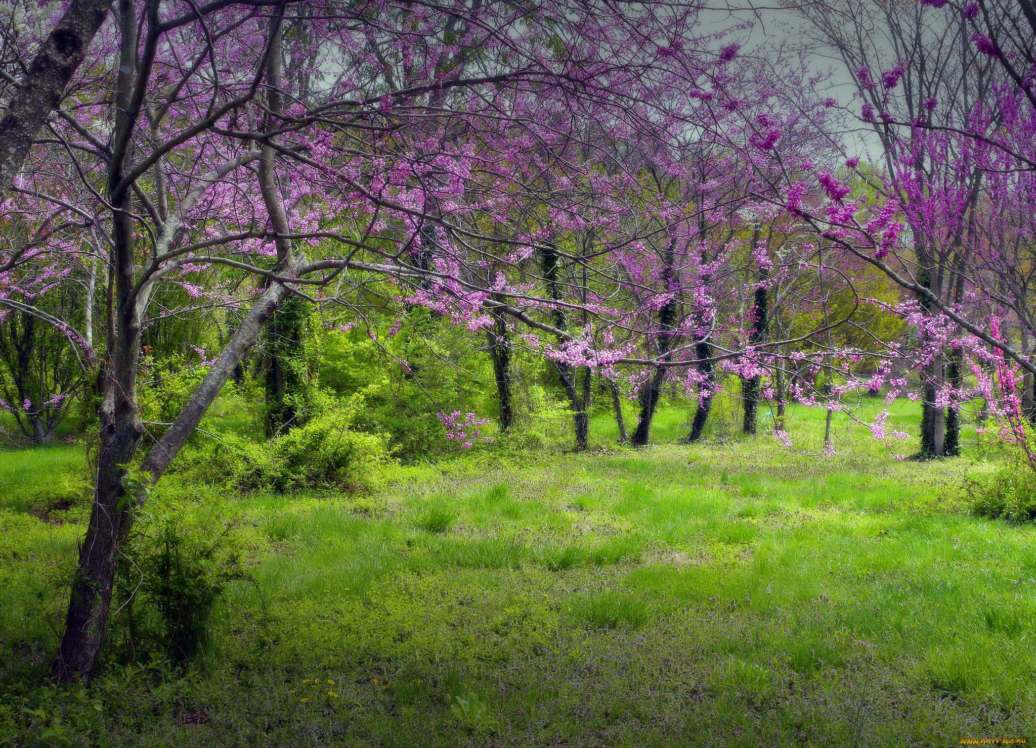 природа, луга, трава, поляна, лес