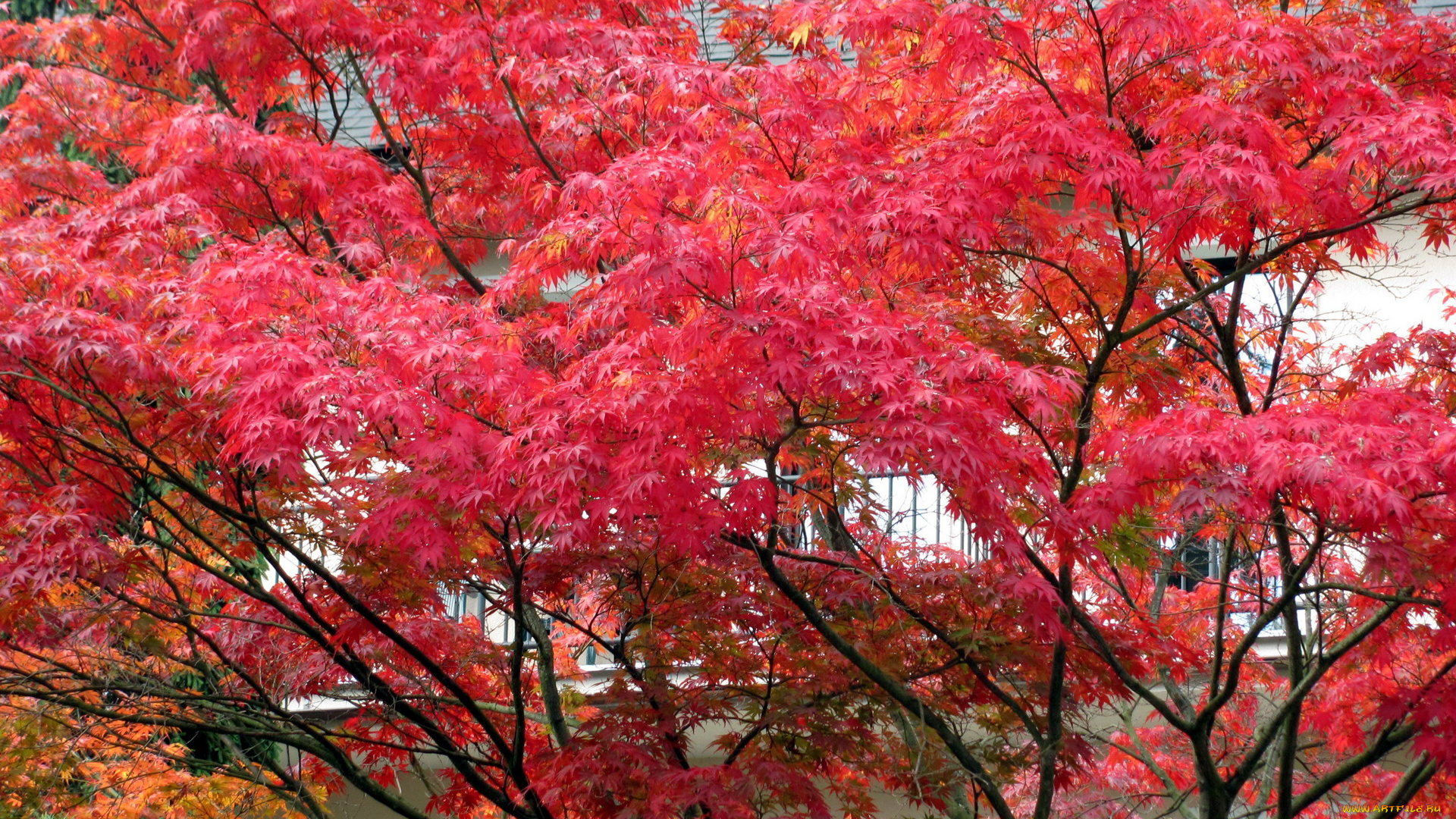 природа, деревья, осень