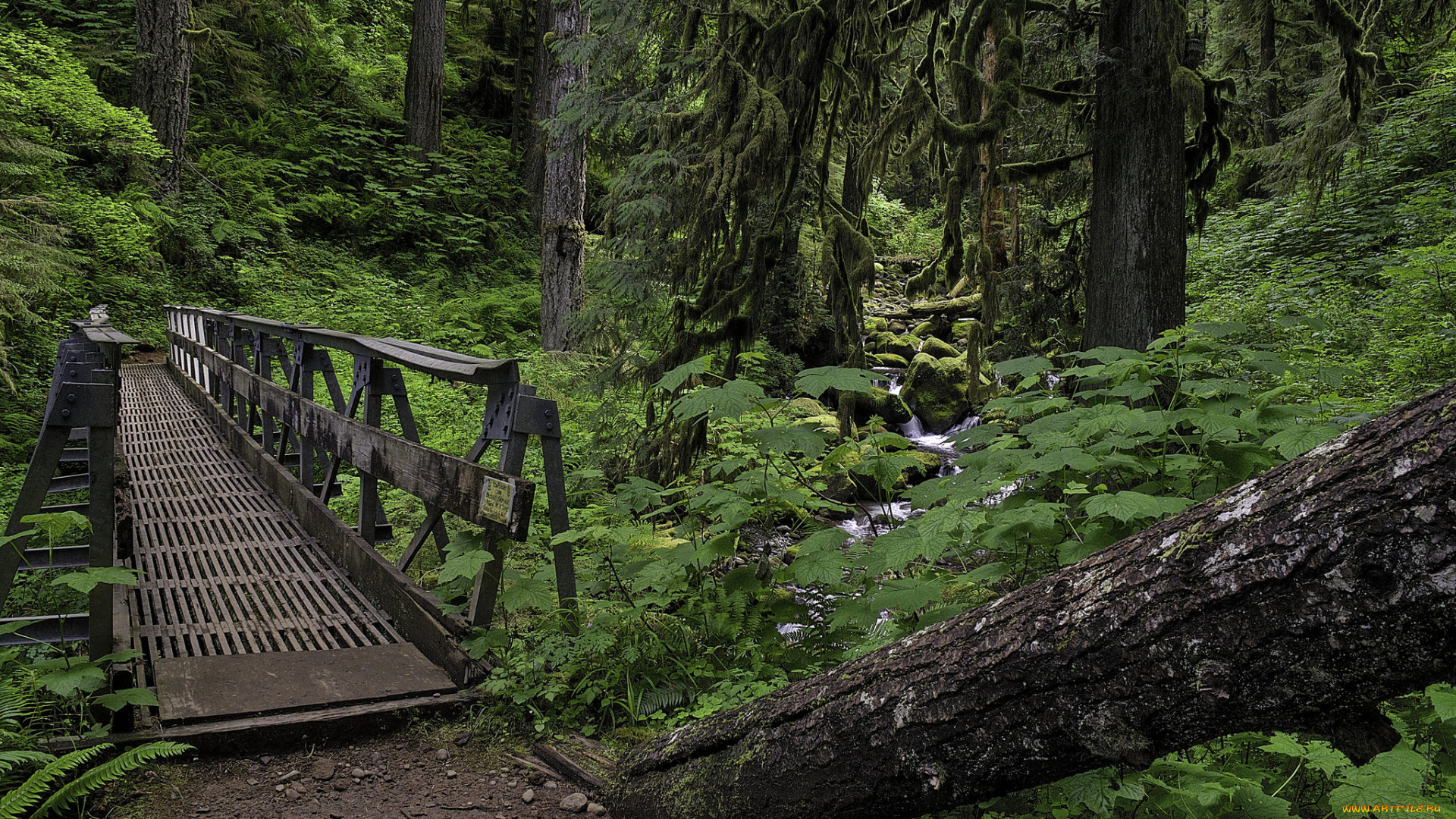 природа, дороги, лес, мостик