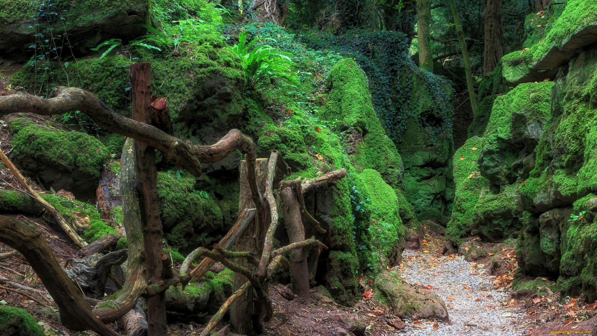 природа, дороги, тропинка, лес