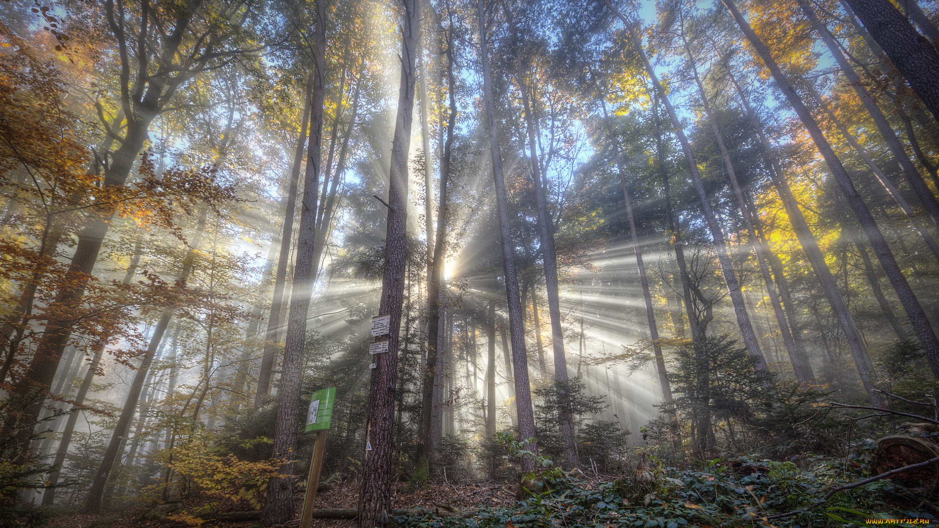 природа, лес, лучи, свет, деревья