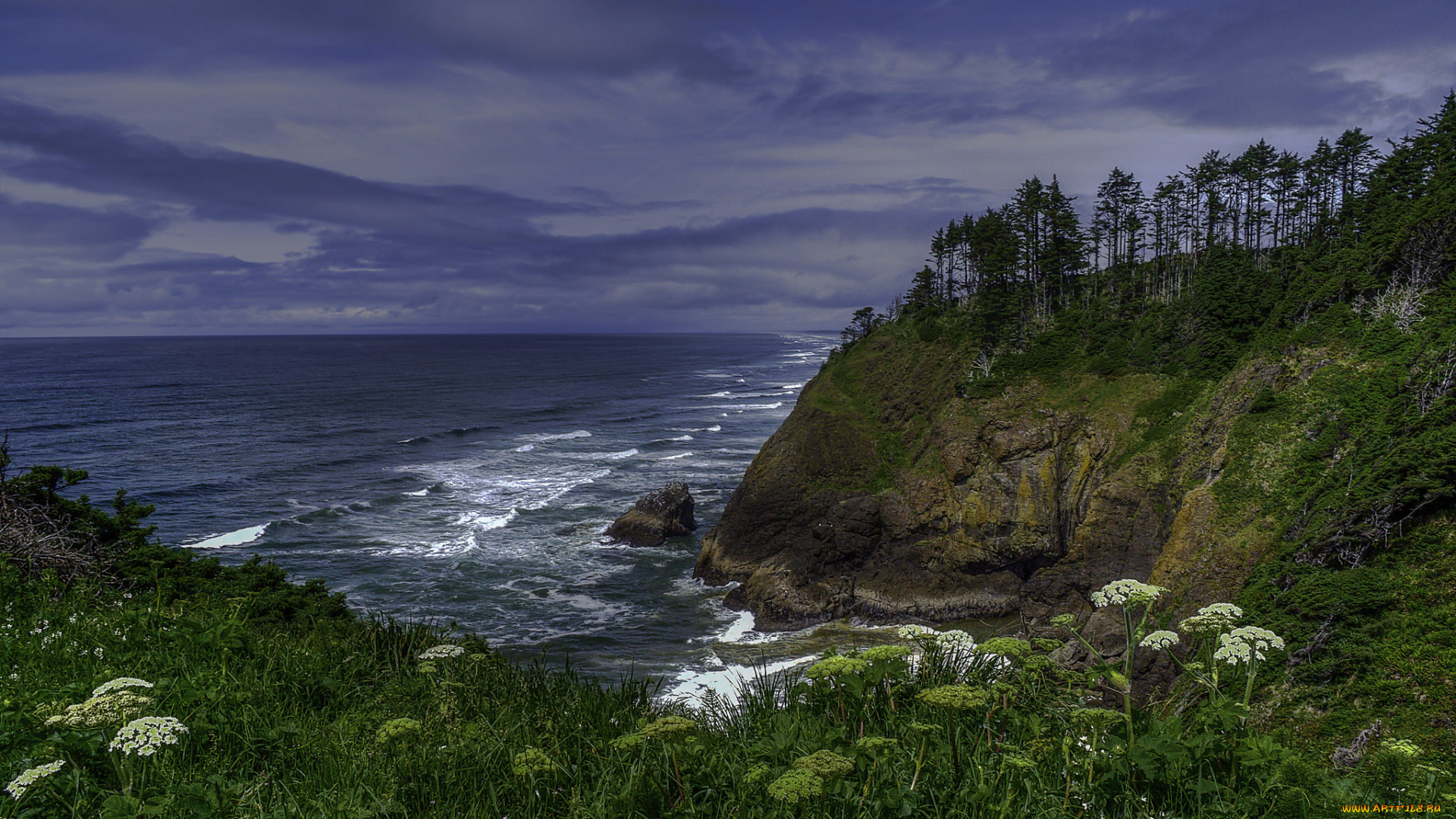 природа, побережье, лес, обрыв, океан