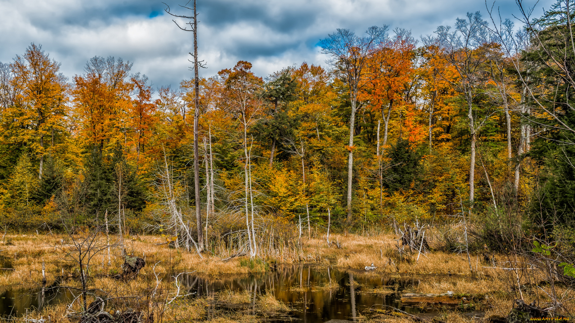 природа, реки, озера, лес, река