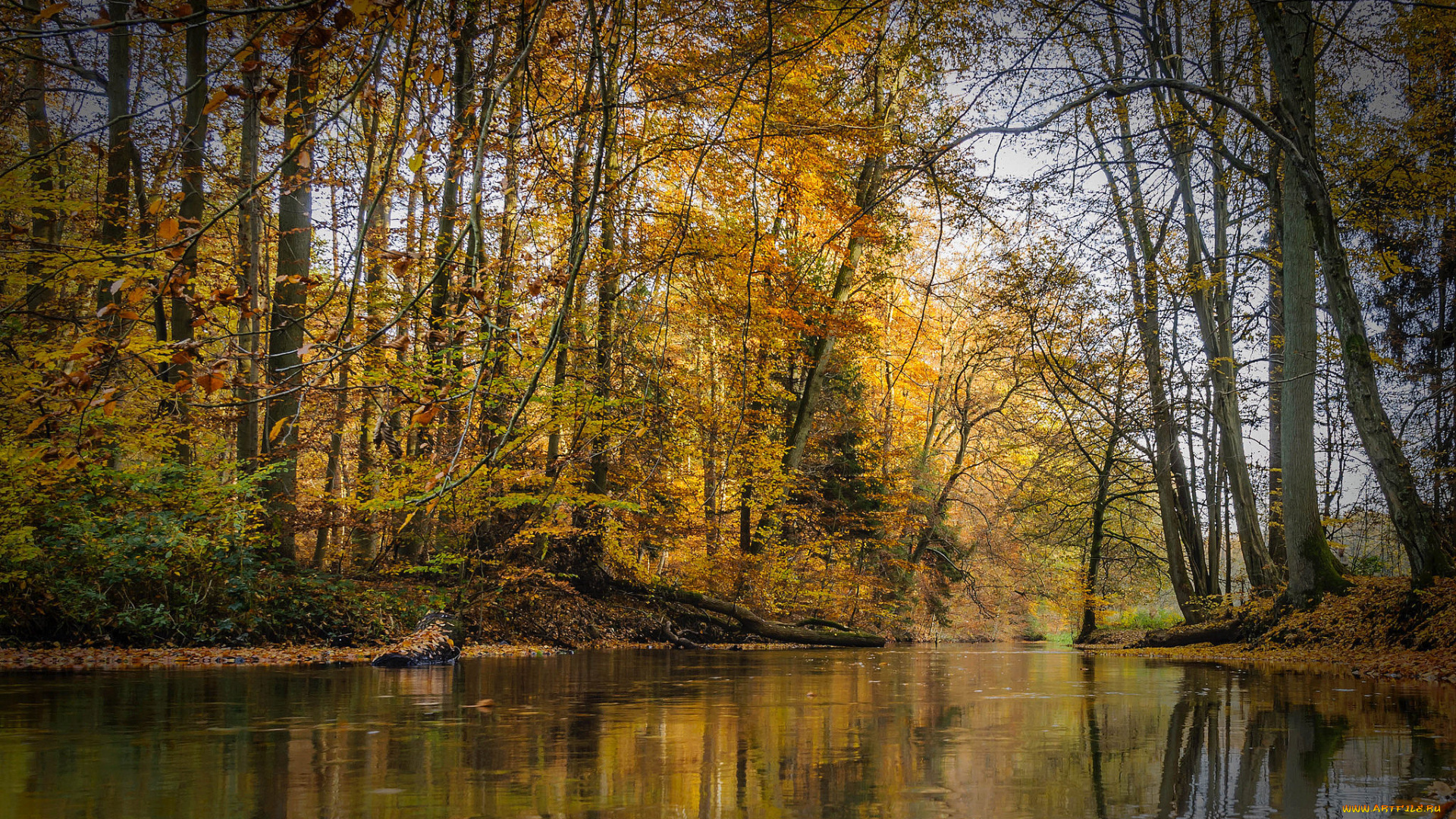 природа, реки, озера, река, лес