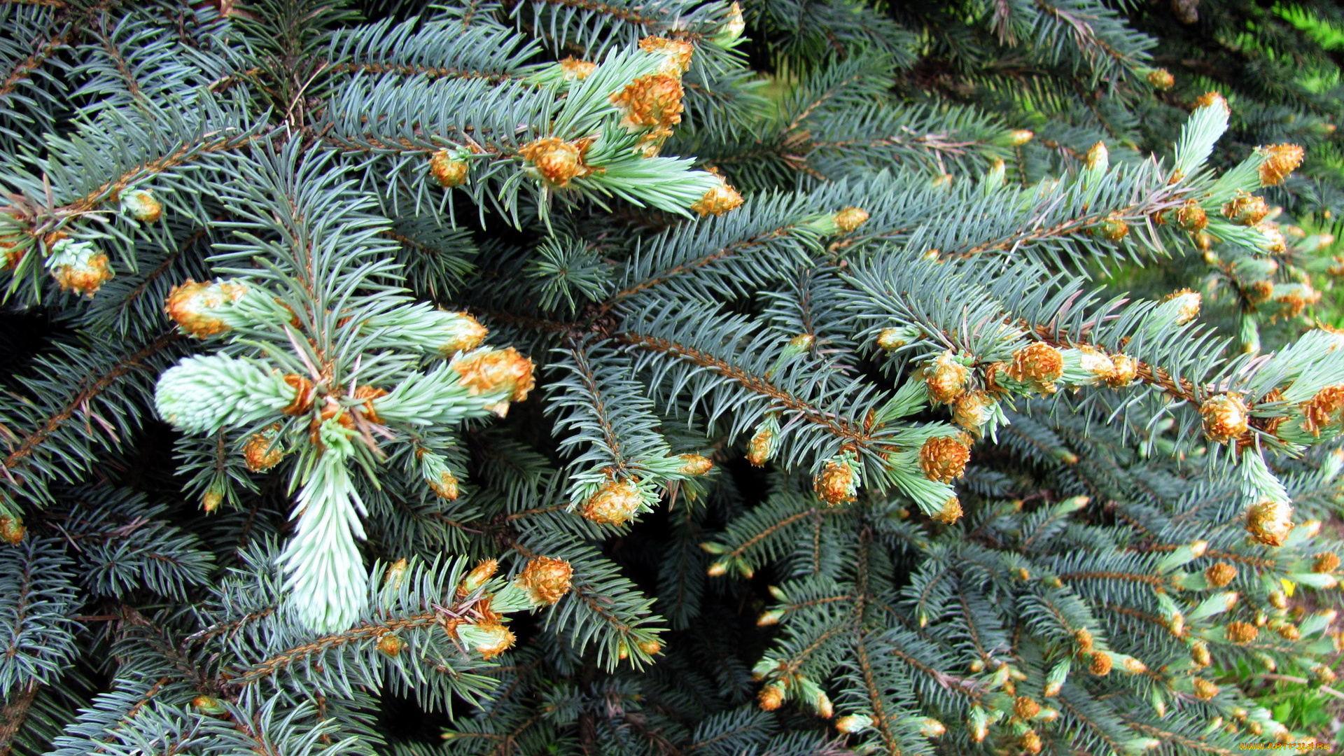 природа, шишки, , жёлуди, , каштаны, серебристая, ель