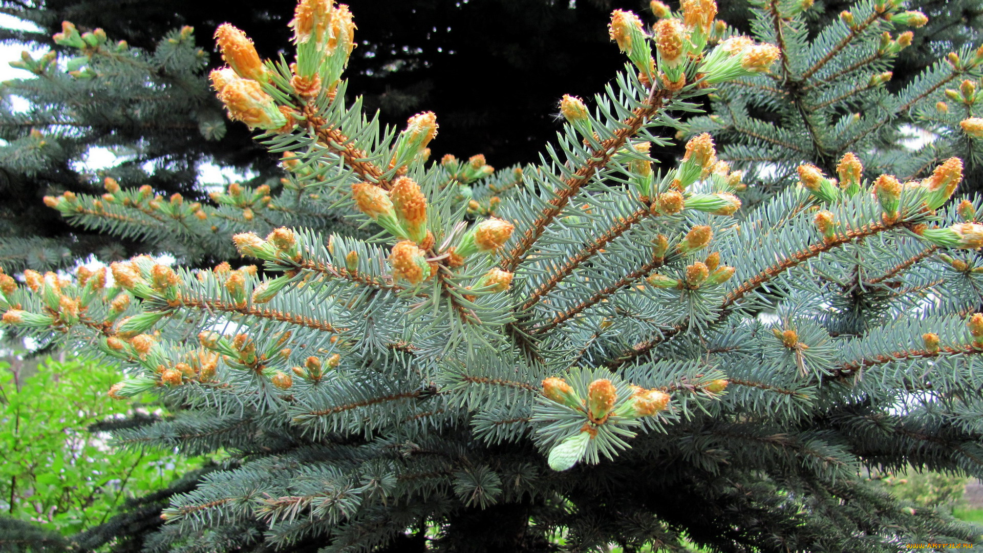 природа, шишки, , жёлуди, , каштаны, серебристая, ель