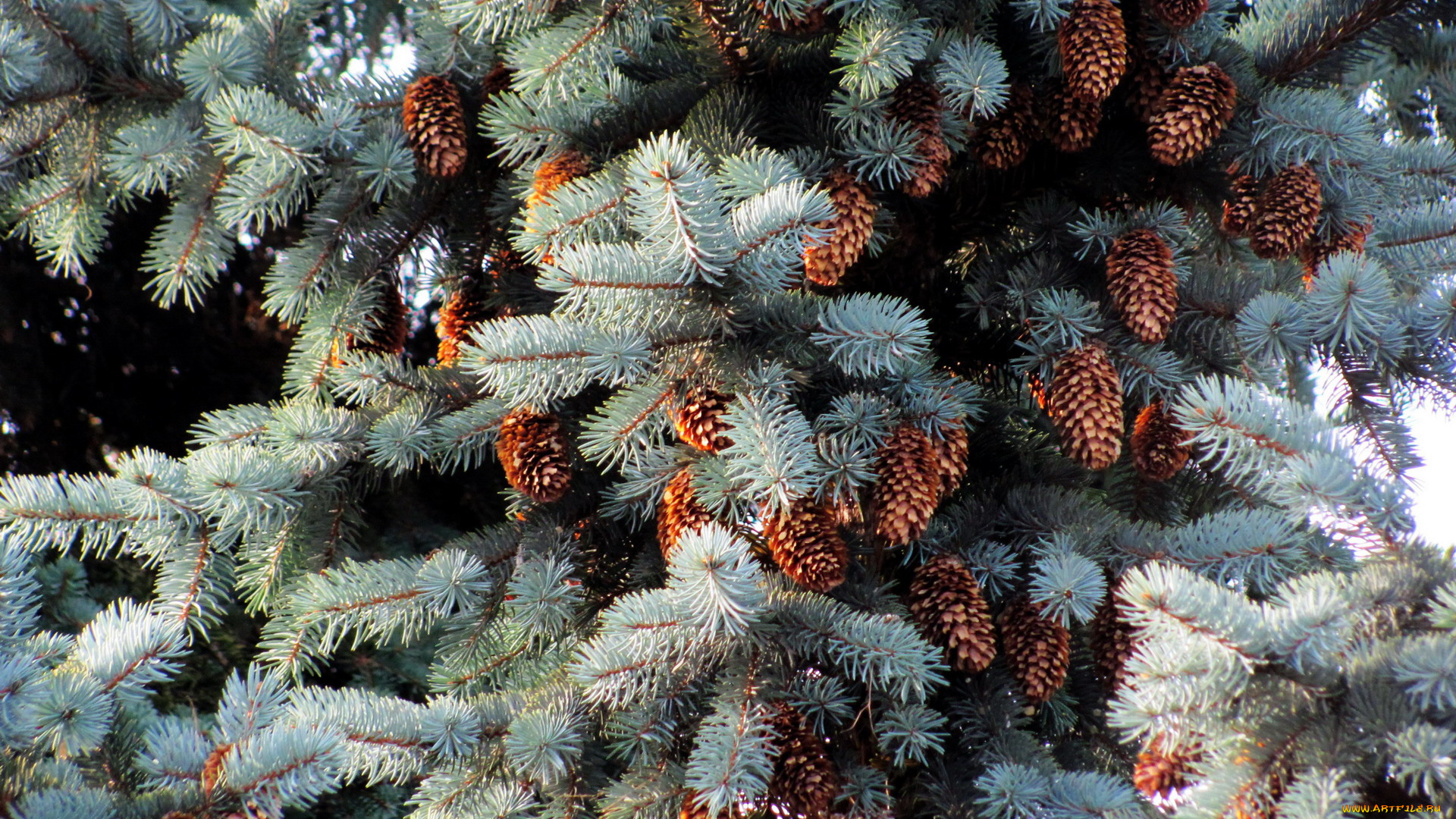 природа, шишки, , жёлуди, , каштаны, серебристая, ель