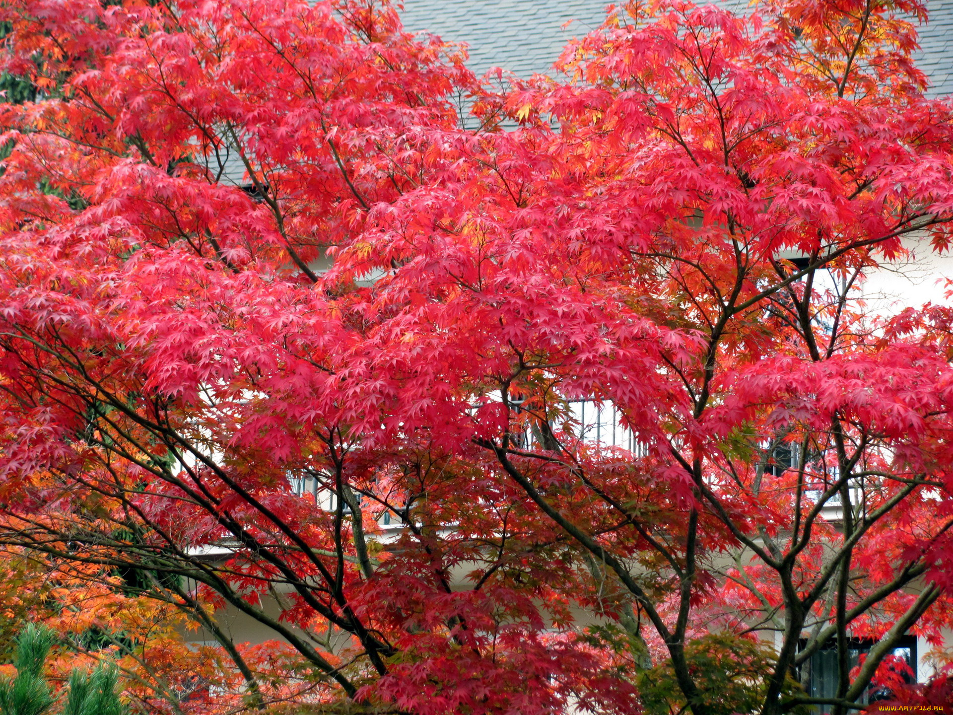 природа, деревья, осень