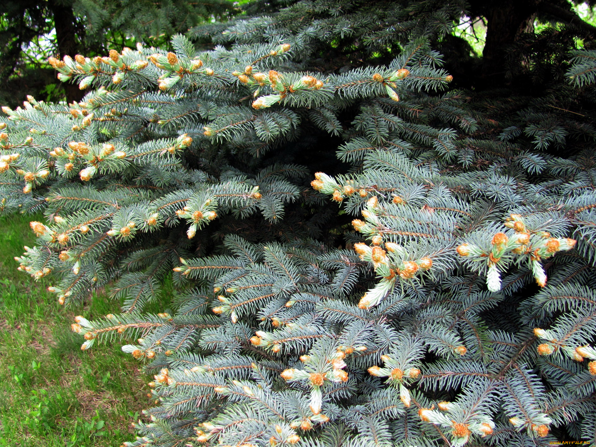 природа, шишки, , жёлуди, , каштаны, серебристая, ель