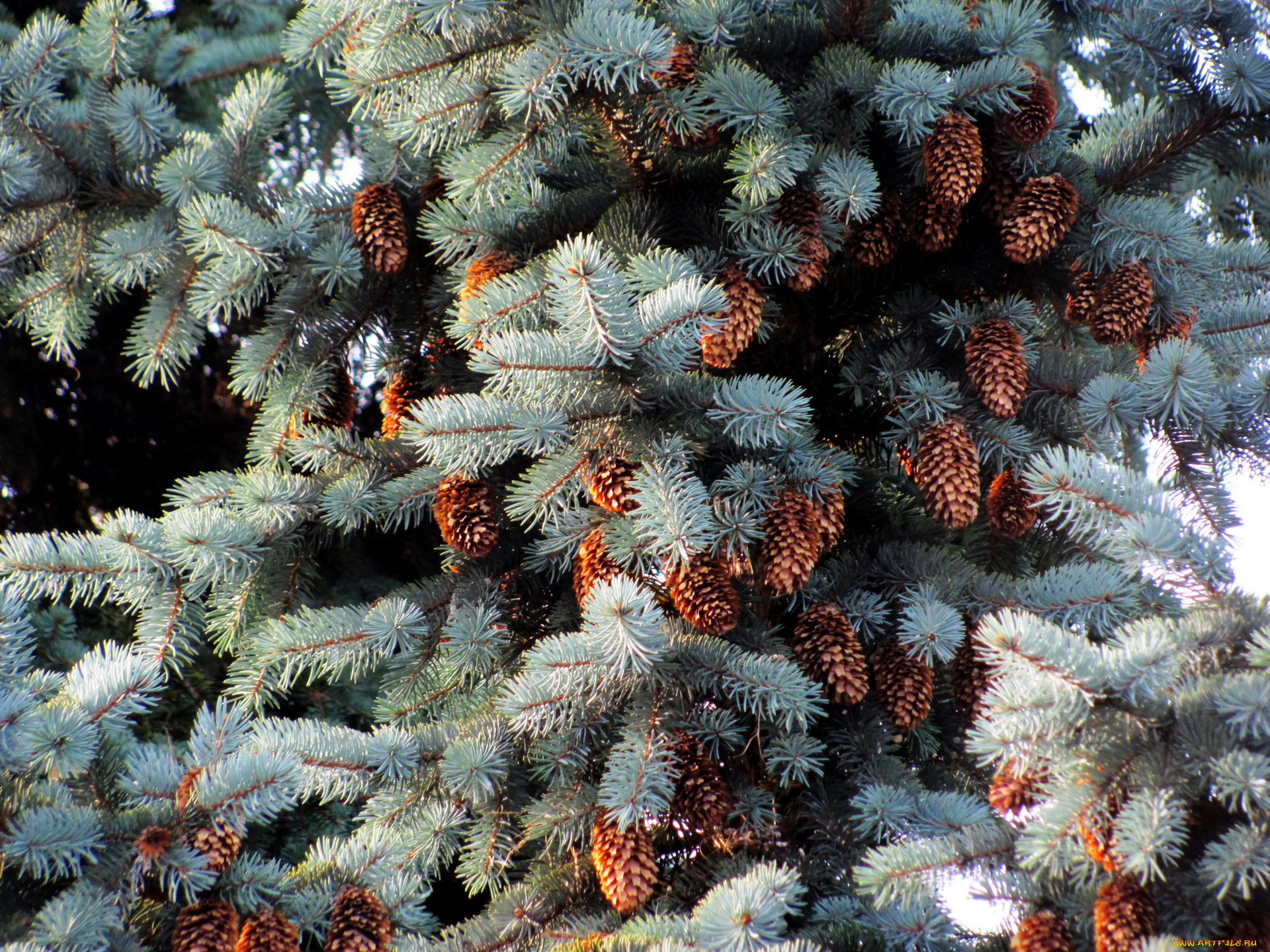 природа, шишки, , жёлуди, , каштаны, серебристая, ель