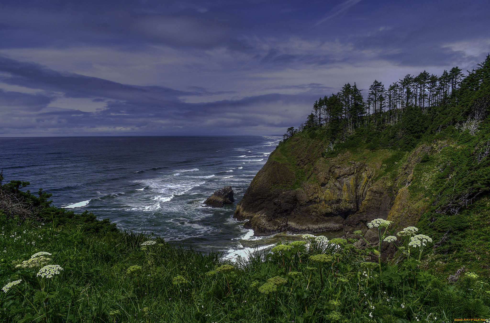 природа, побережье, лес, обрыв, океан