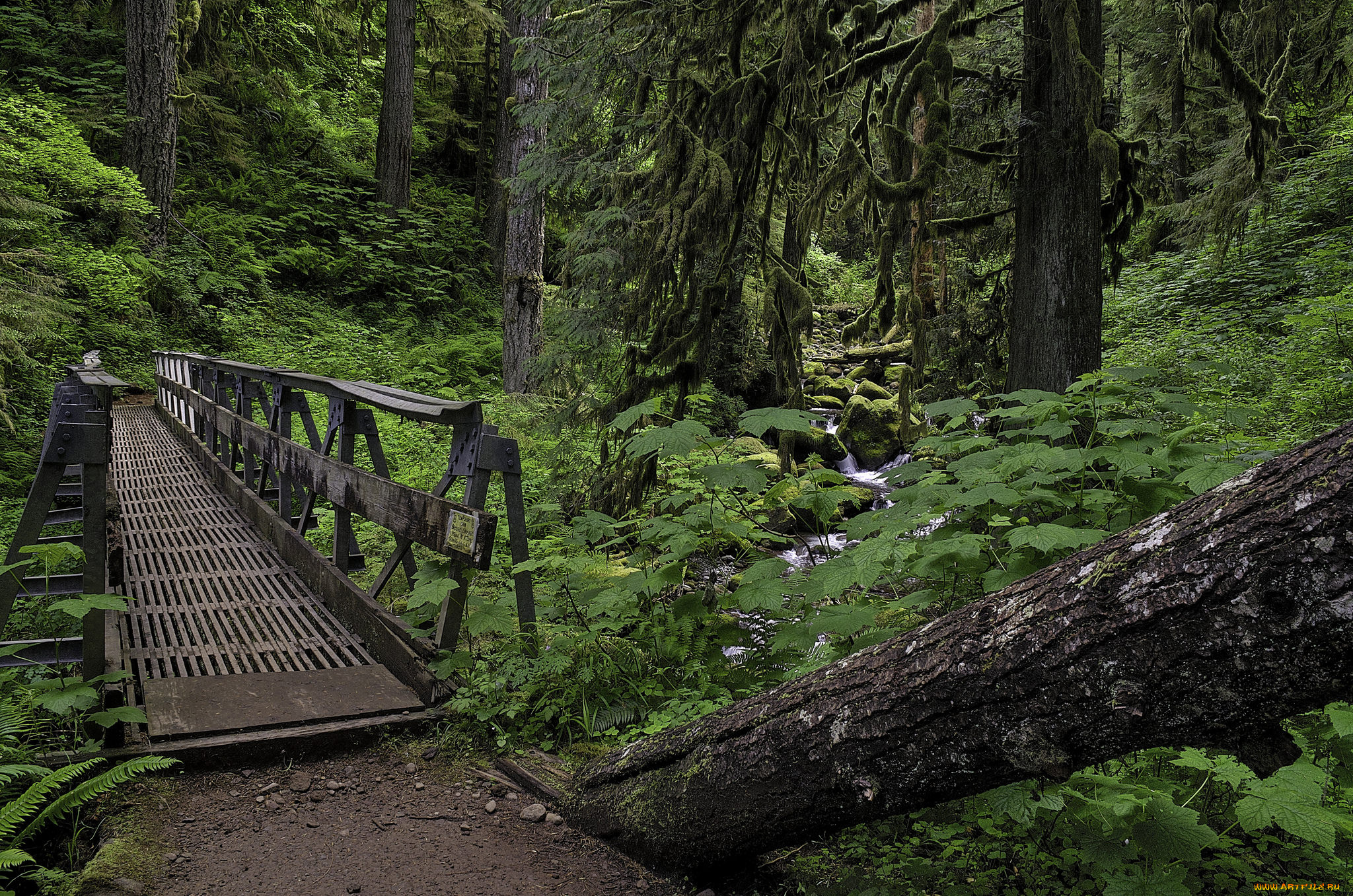 природа, дороги, лес, мостик