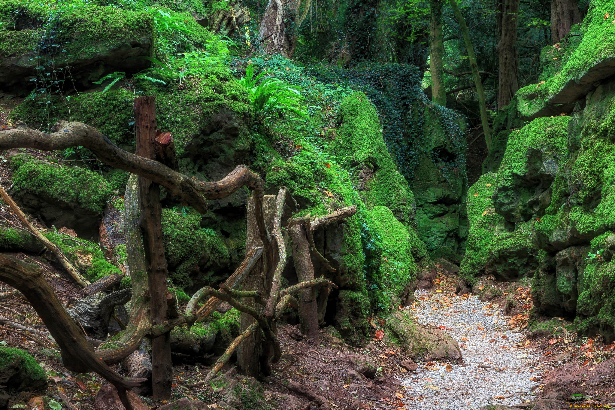 природа, дороги, тропинка, лес