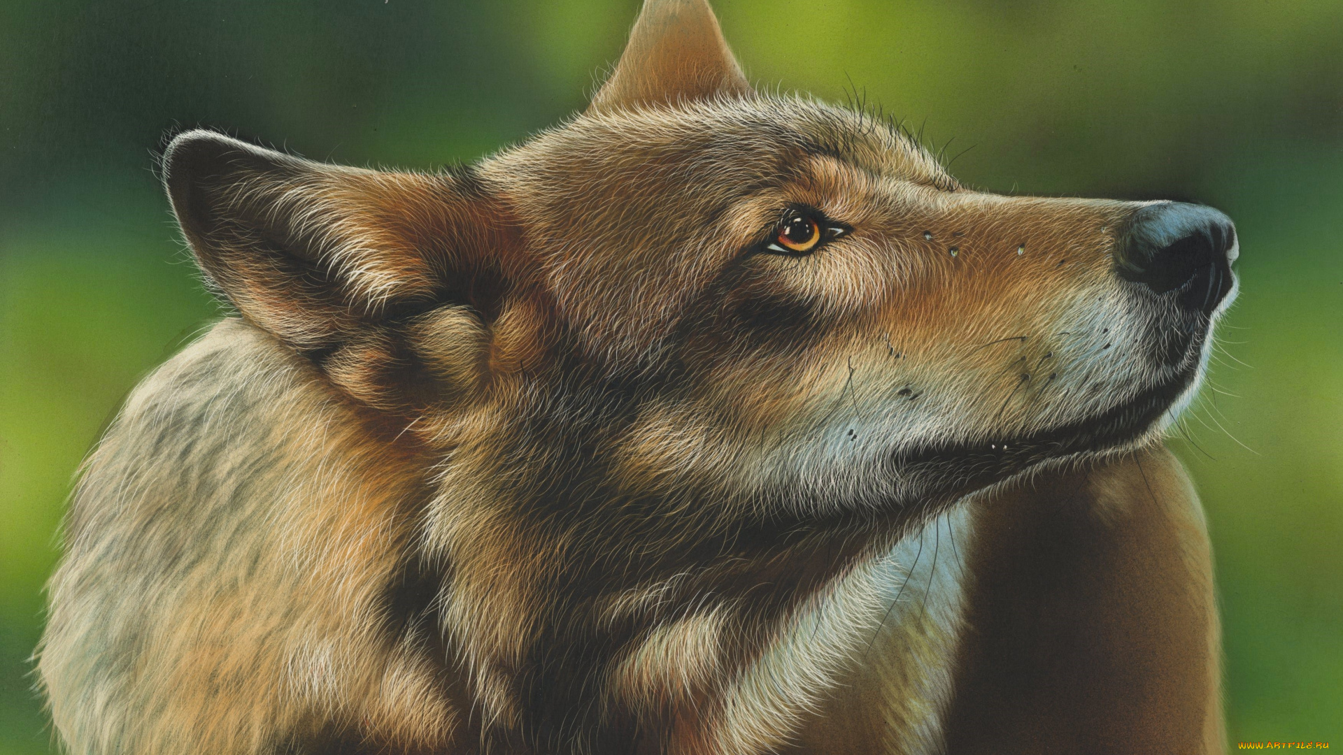 рисованное, животные, , волки, by, shonechacko, волк, рисунок