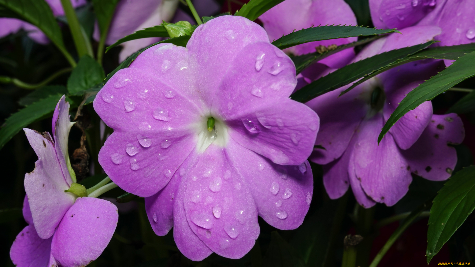 цветы, бальзамины, цветение, макро, капли