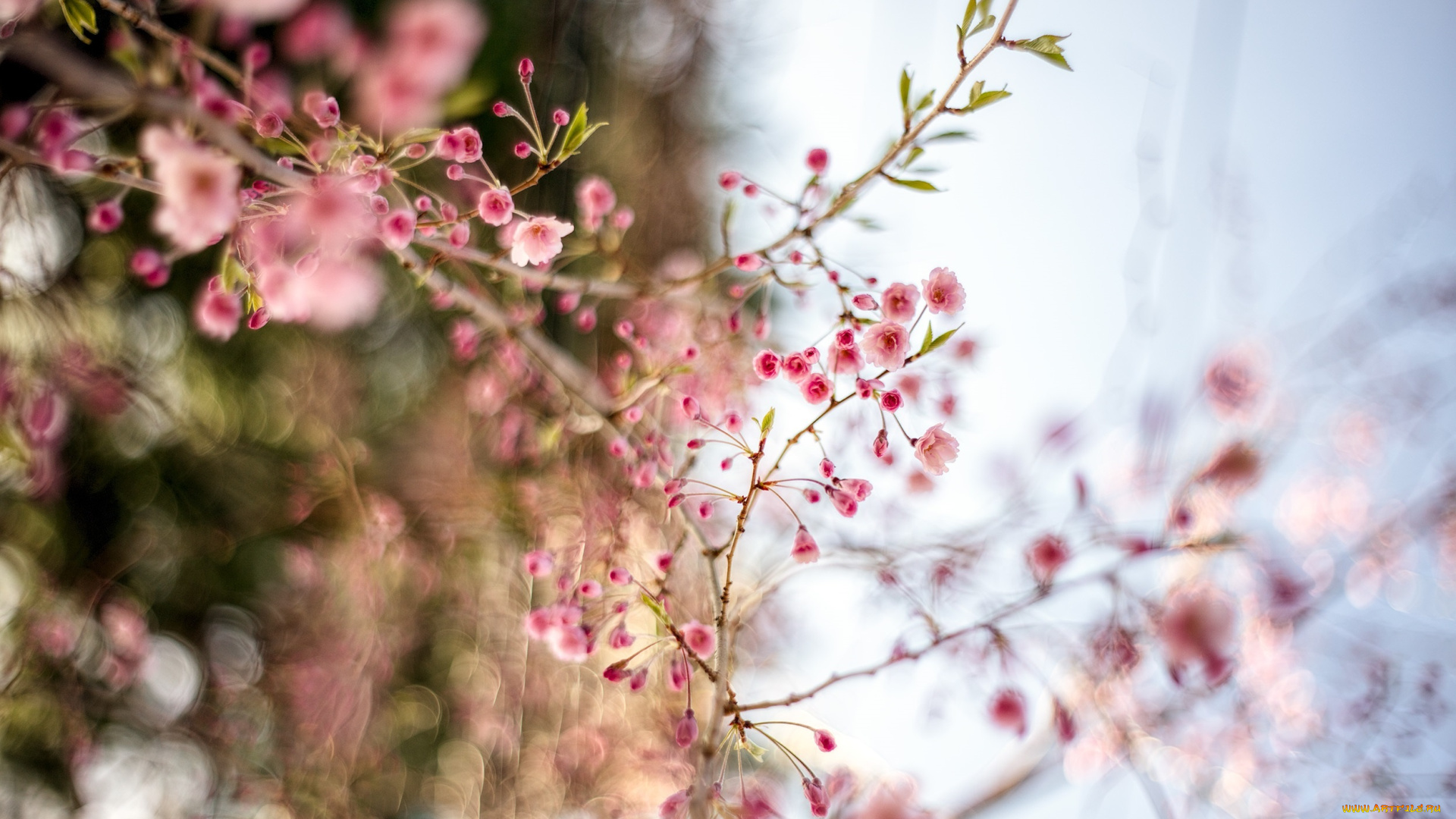 цветы, цветущие, деревья, , , кустарники, ветки, нежность, весна, розовый, макро, цветение