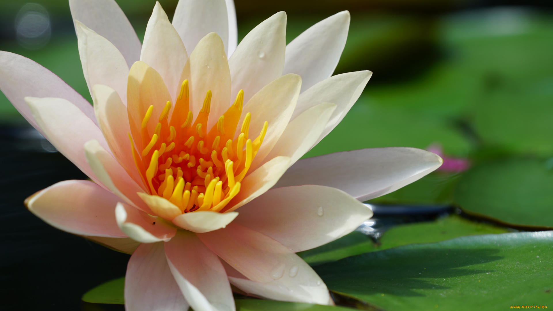 цветы, лилии, водяные, , нимфеи, , кувшинки, кувшинка, листья, вода, цветение, розовая