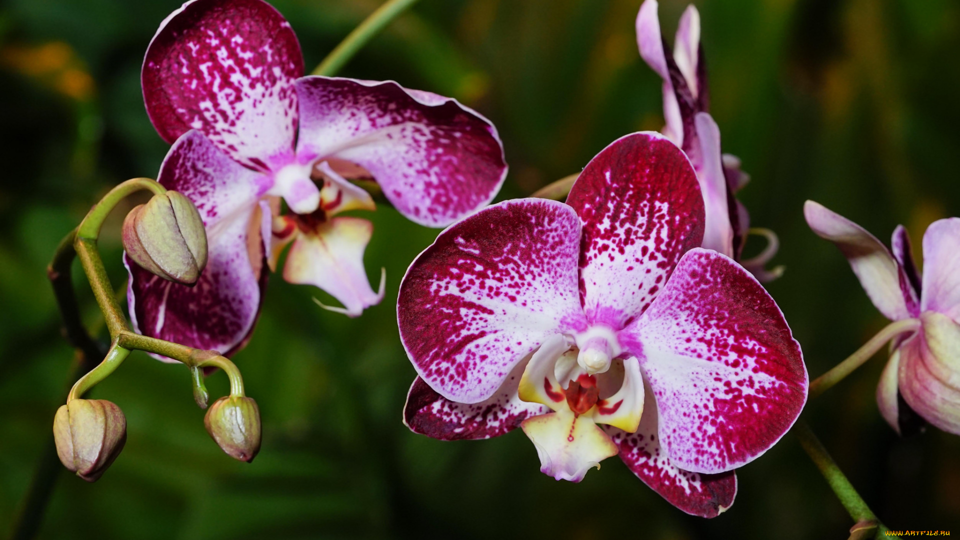 цветы, орхидеи, орхидея, цветок, цветение