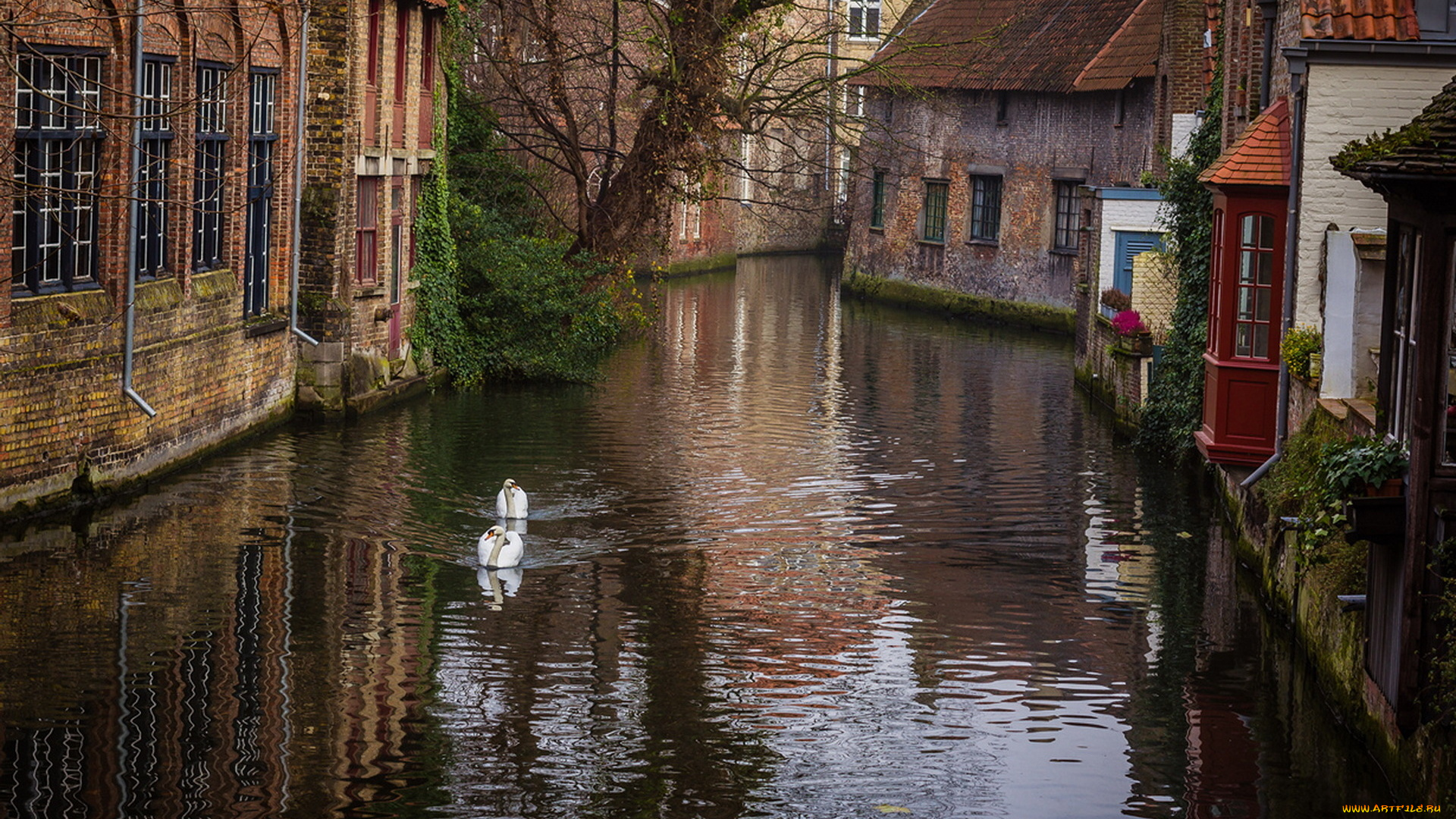 города, брюгге, , бельгия, лебеди, дома, канал