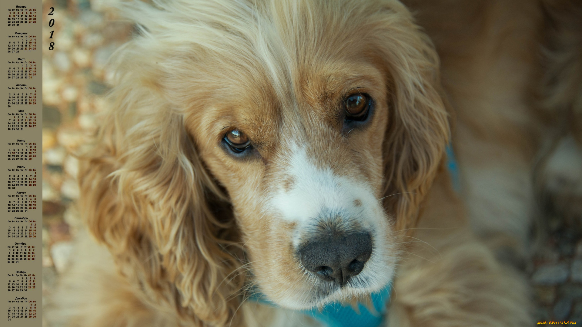 календари, животные, взгляд, собака, 2018