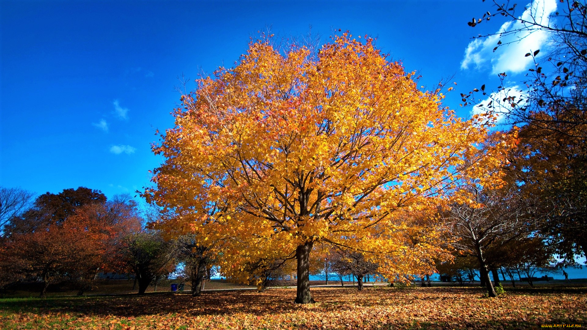 природа, деревья, дерево
