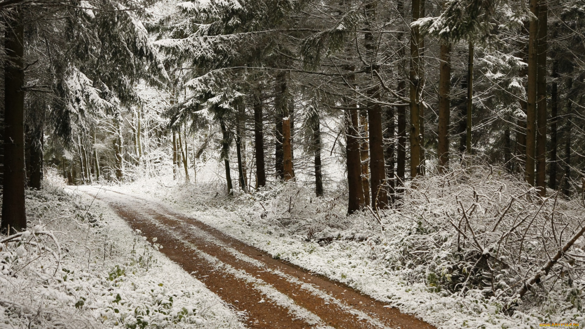 природа, дороги, дорога, лес