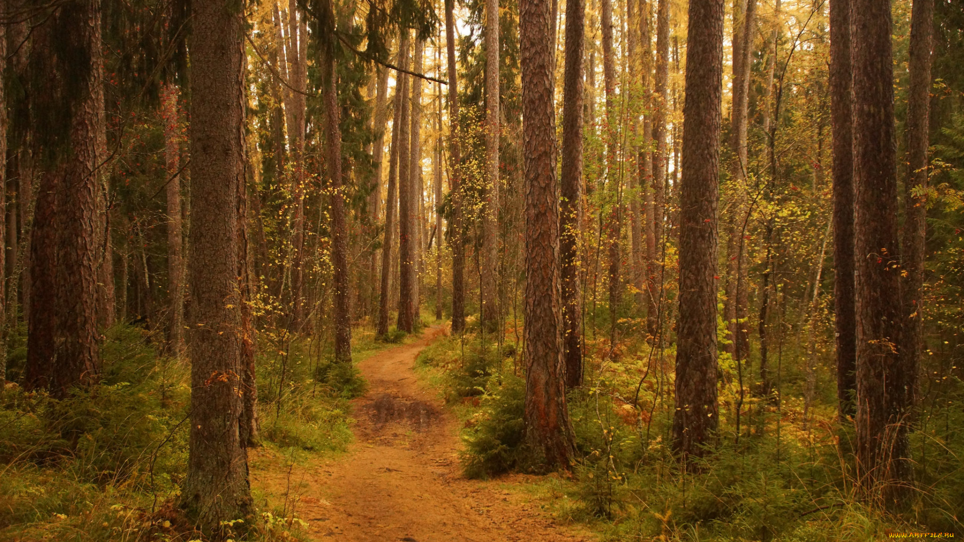 природа, лес, простор