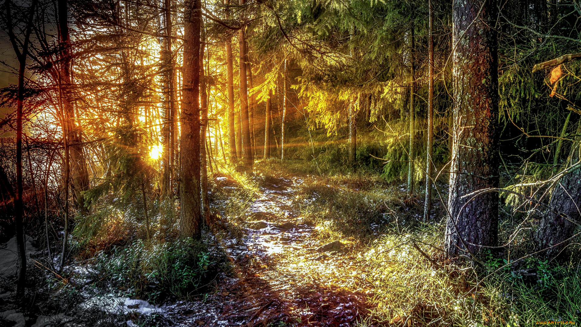 природа, лес, простор