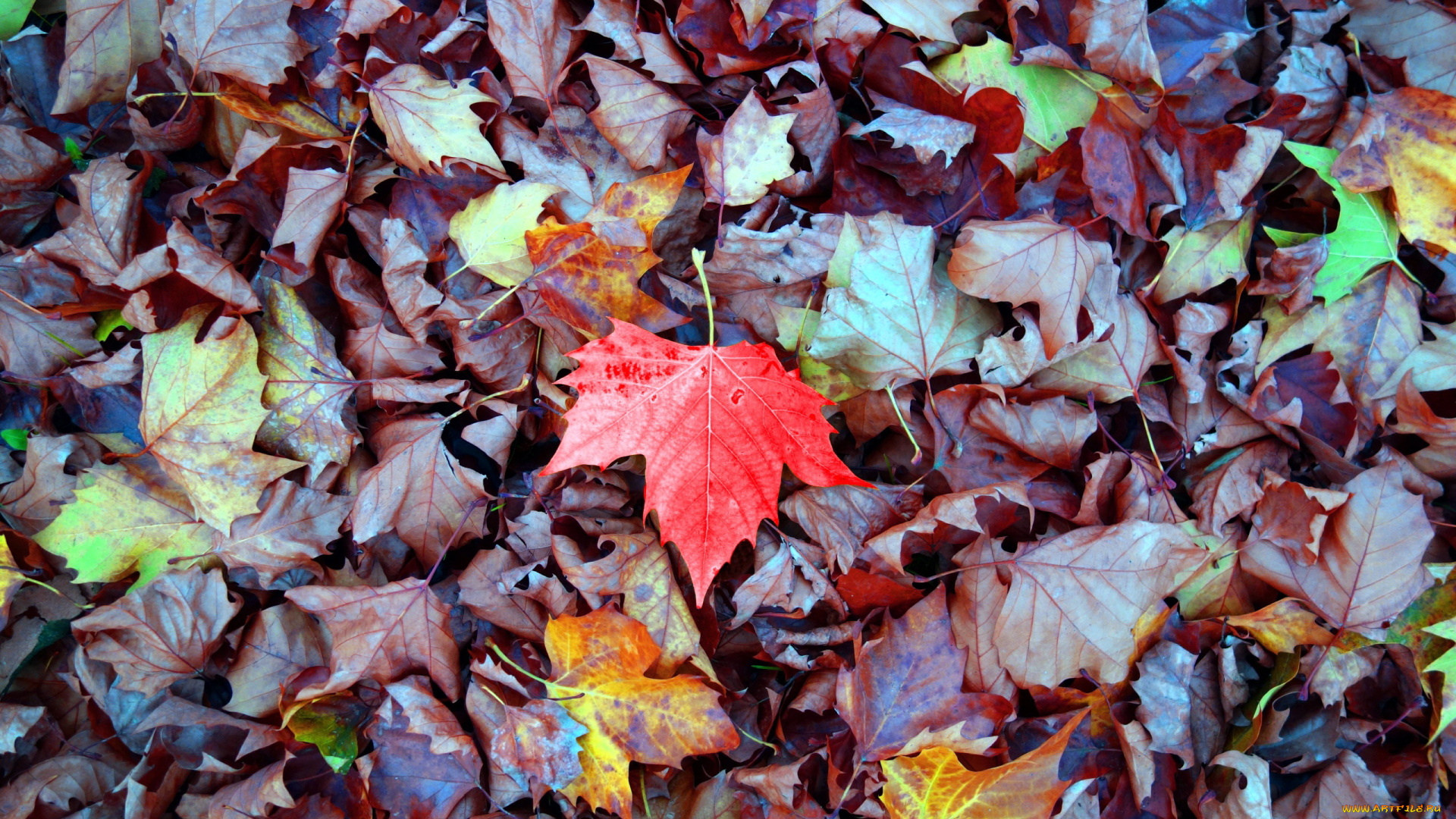 природа, листья, осень, кленовые