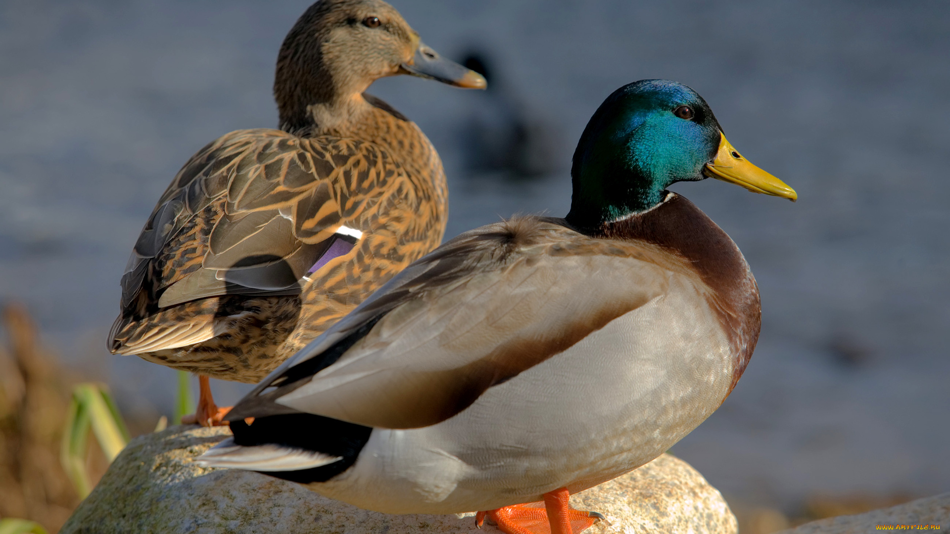 утки, животные, камни, птицы