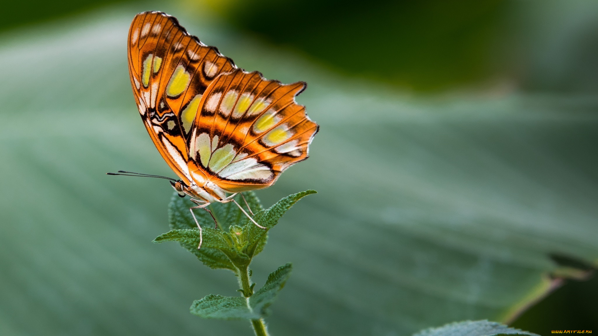животные, бабочки, , мотыльки, , моли, макро, нежность, яркий, цвета, крылышки