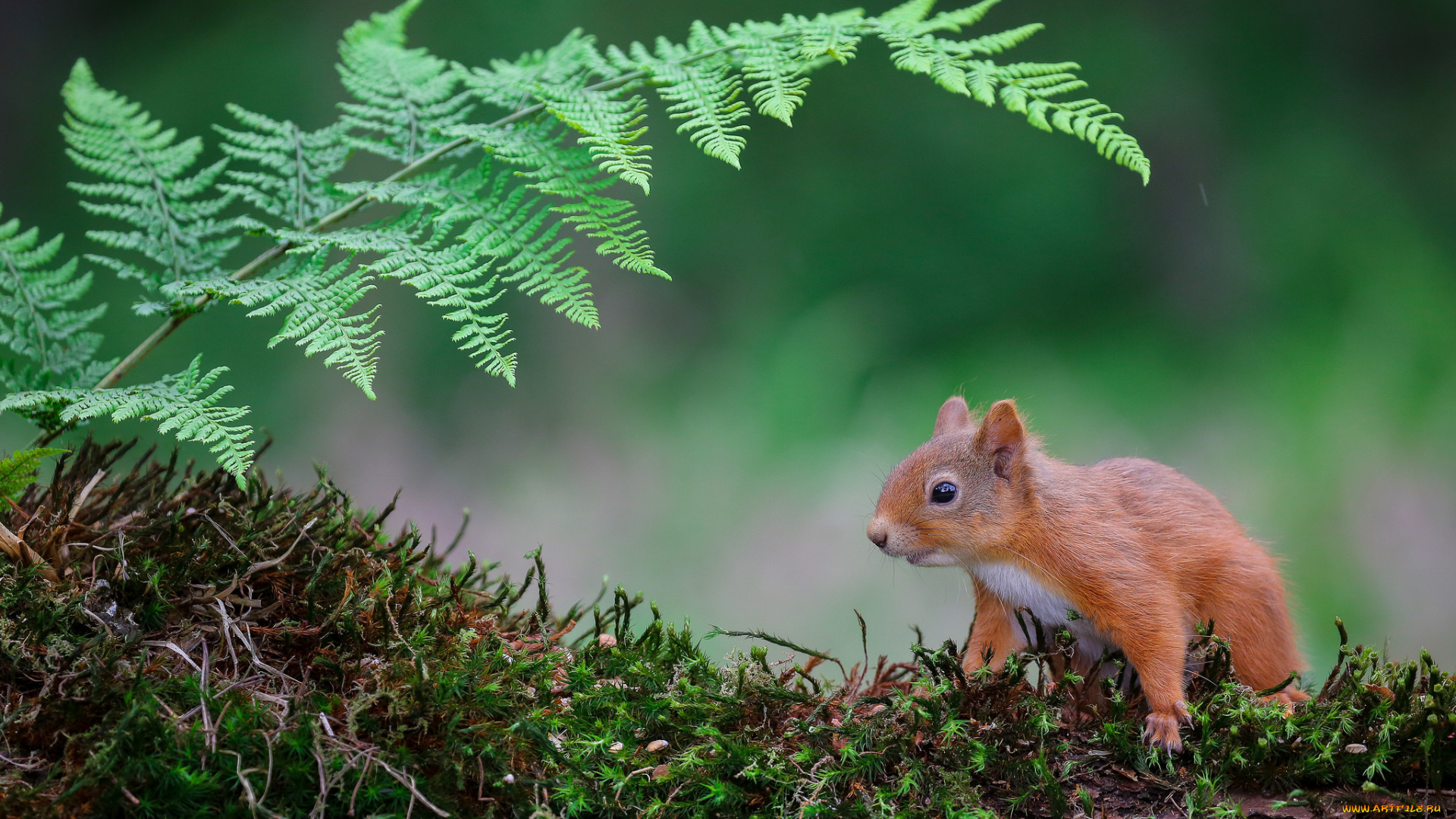 животные, белки, белка, мох, лист, папоротника, природа