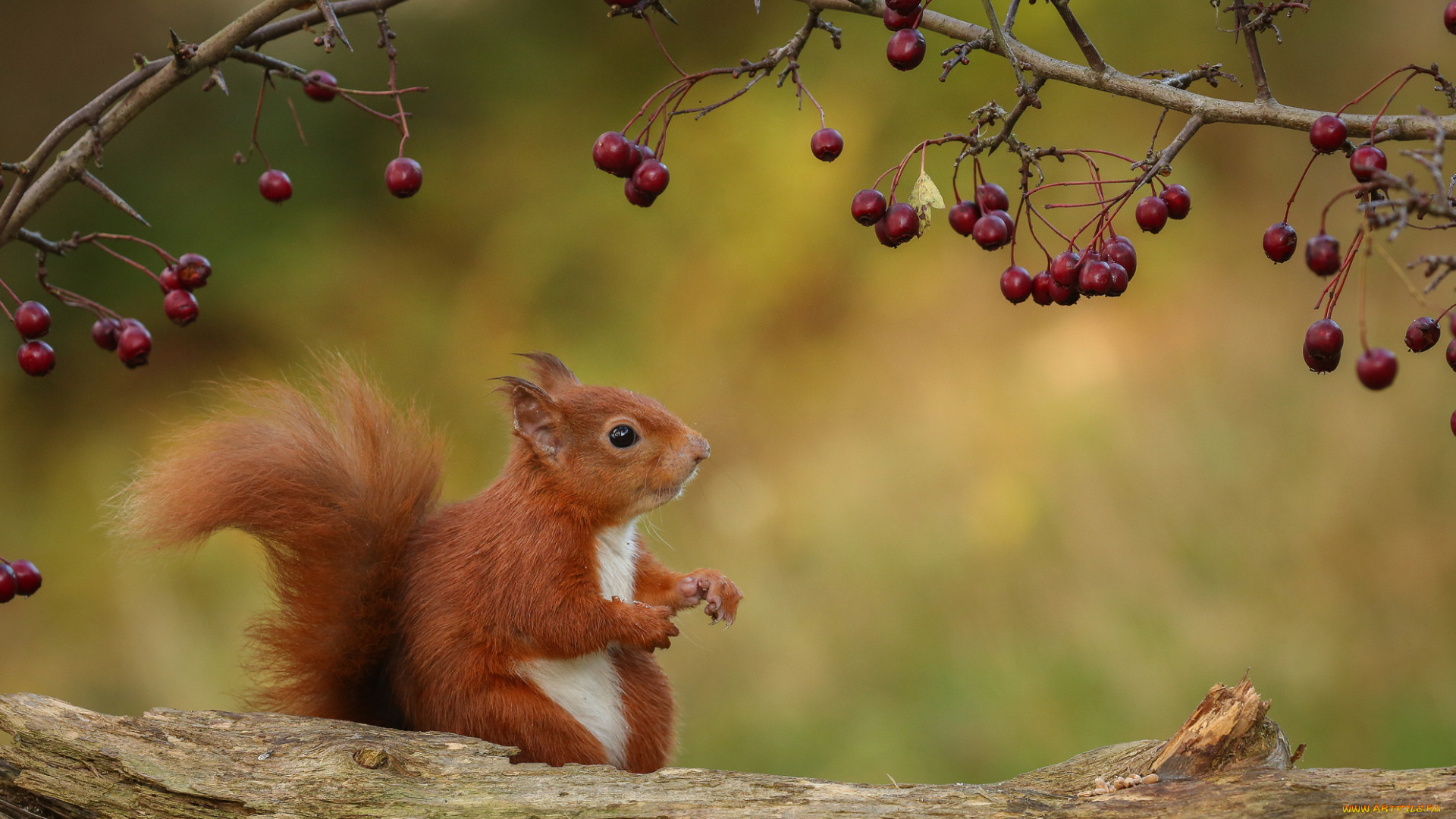 животные, белки, природа, рыжик, белка, ягоды, ветка