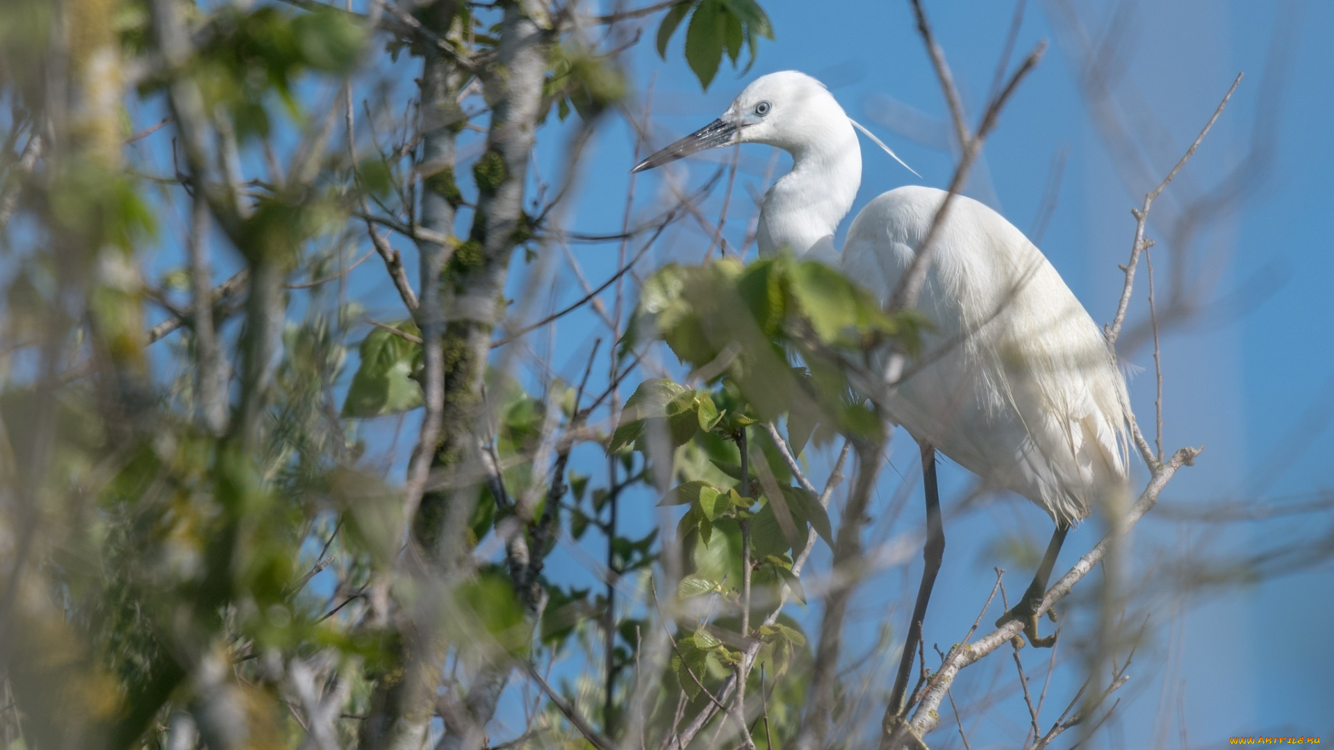 животные, цапли, , выпи, листва, оперение, белая, птица