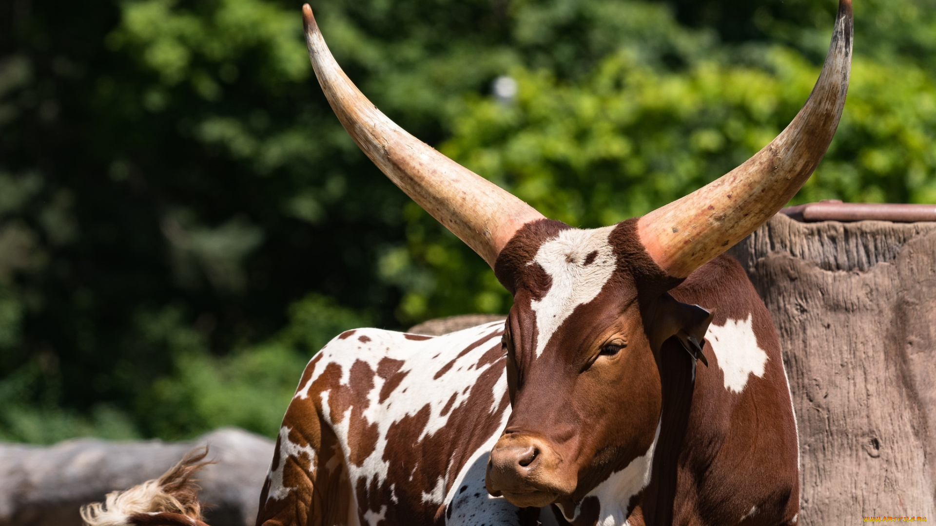 животные, коровы, , буйволы, свет, лежит, рога, ватусси