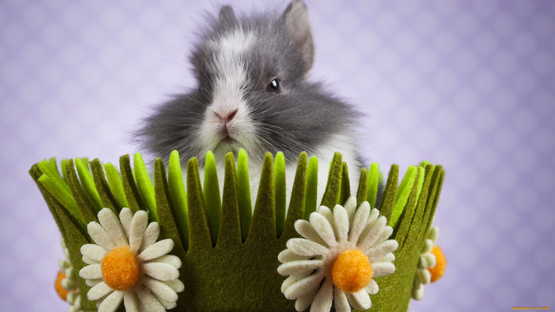 животные, кролики, , зайцы, фон, цветы, корзинка, кролик