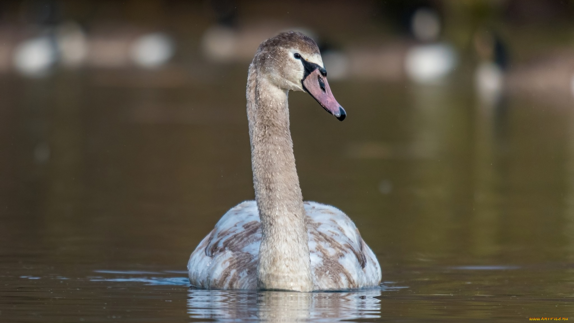 животные, лебеди, плывёт, водоём, шея, грация, птица