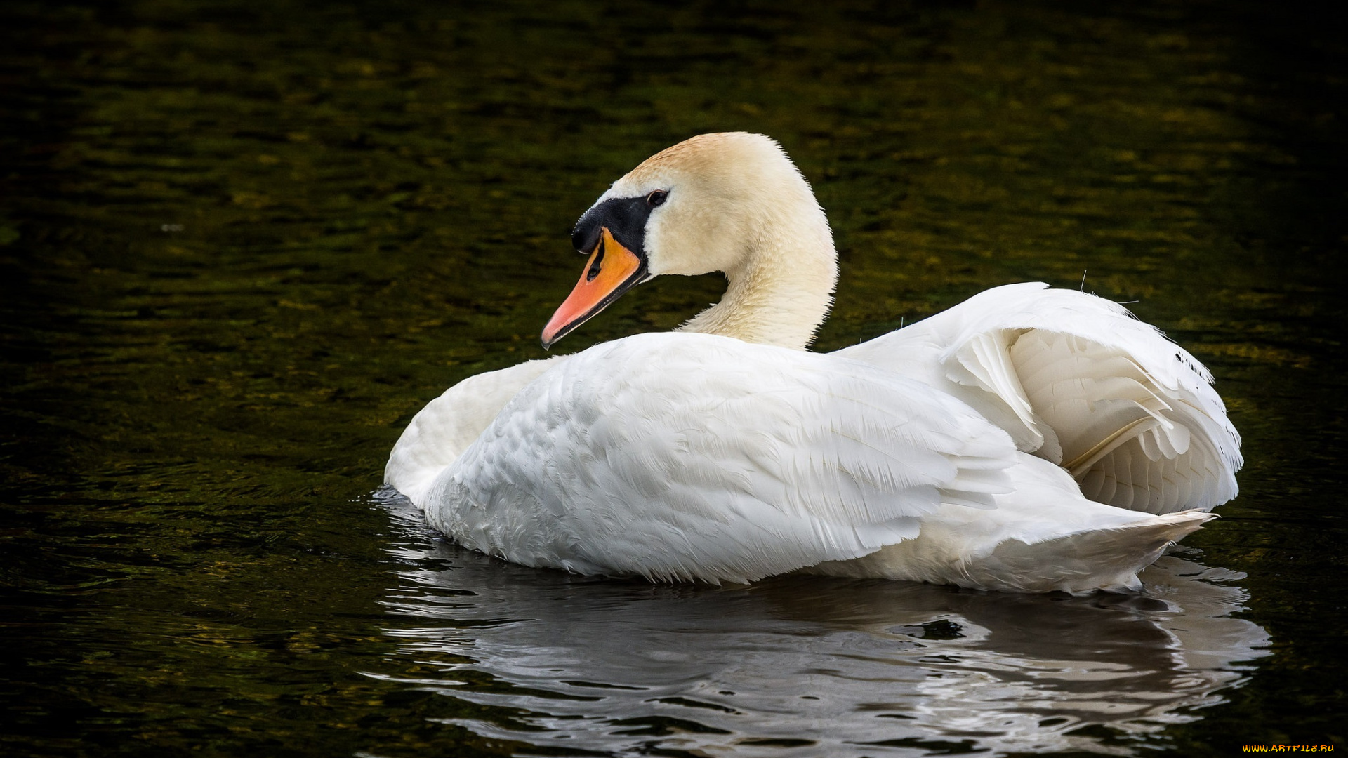 животные, лебеди, водоём, грация, оперение, белая, птица