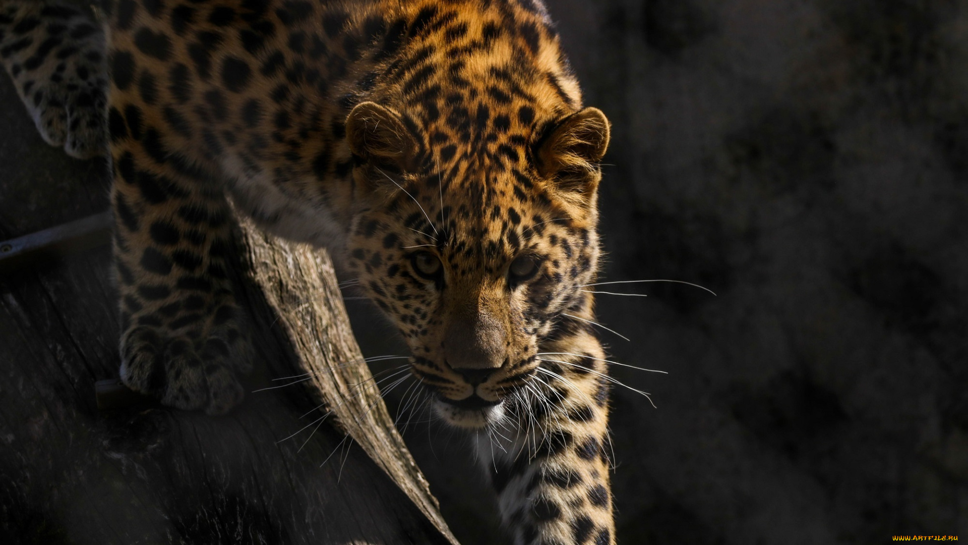 животные, леопарды, решётка, внимание, взгляд, амурский, зоопарк, смотрит, морда, дальневосточный